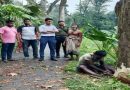 দেবহাটায় চাঁদপুরে ঝুকিপূর্ণ ও মৃত গাছ কেটে প্রশংসায় ভাসলেন ইউএনও নওশাদ